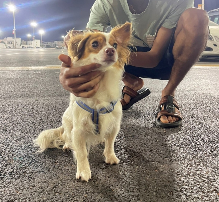 🐶 Jolie petite chienne de papillons à vendre 🐶