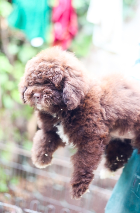 chiot femelle poodle miniature prix Maroc