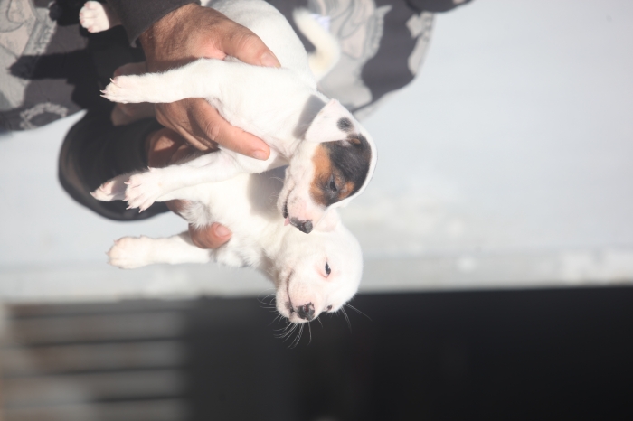 magnifiques chiots jack russel