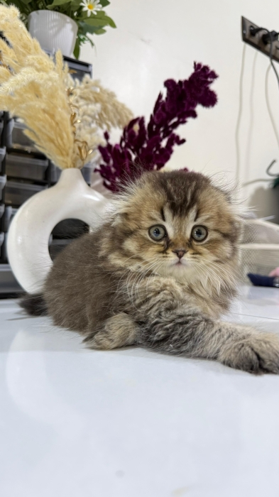 Highland Straight Pedigree & Scottish Fold