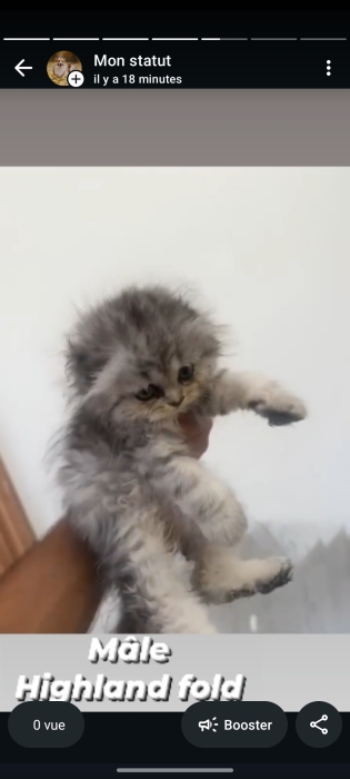 Des chatons Highlands fold