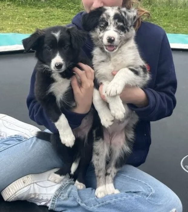 Boder collie
