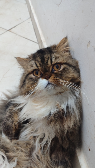 Male persan race pur 9 mois