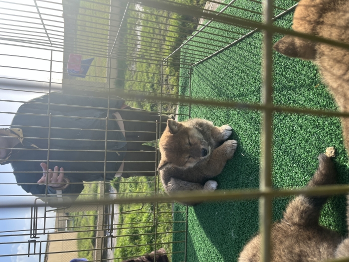 Shiba inu femelle pedigree