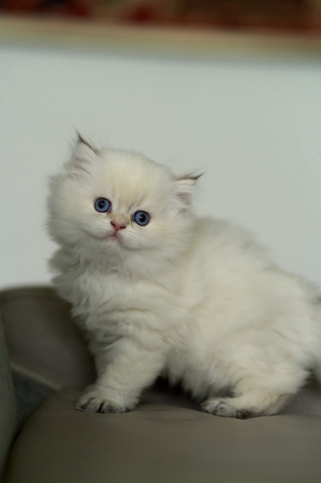 Chaton British long hair