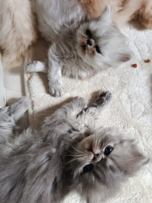 Chaton persan race pur