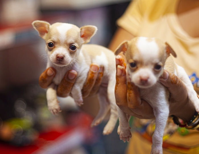 chiots CHIHUAHUA miniature
