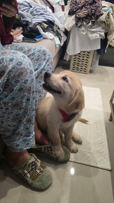 Golden retriever