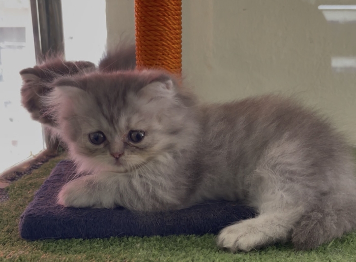 Persian chinchilla