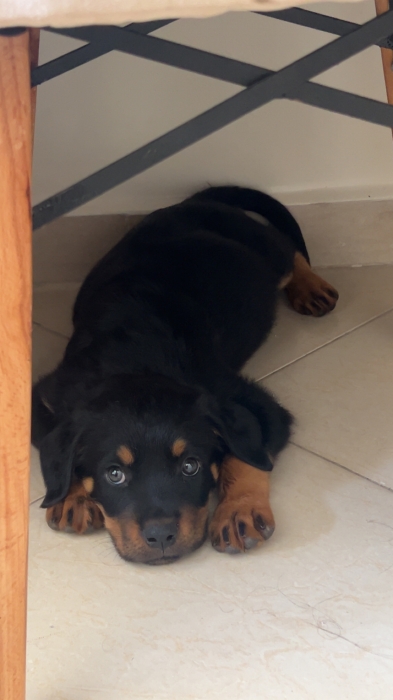 Rottweiler chiot 2 mois avec carnet