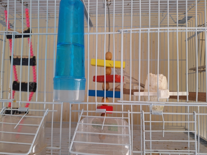 Couple canari satiné