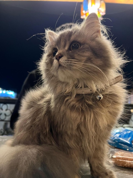Femelle British LongHair ✨