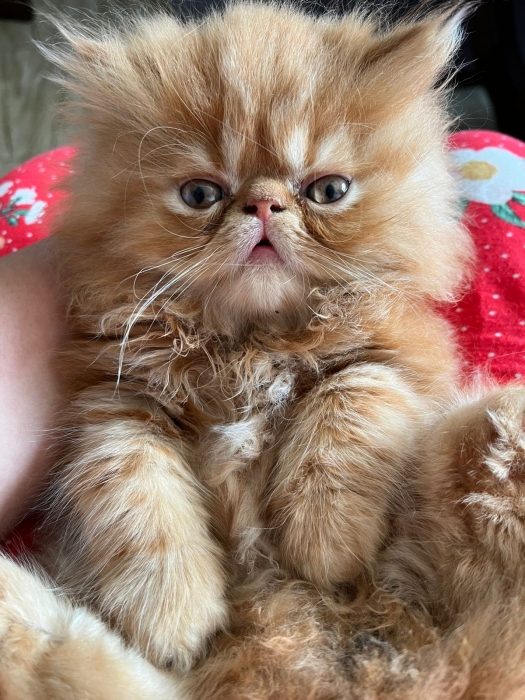 Chatons persan