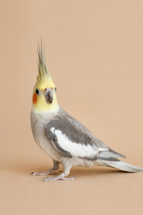 calopssite male