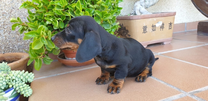 magnifiques chiots teckels pure race