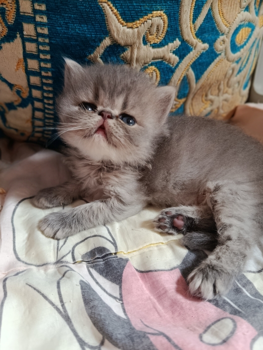 Chaton persan race pur