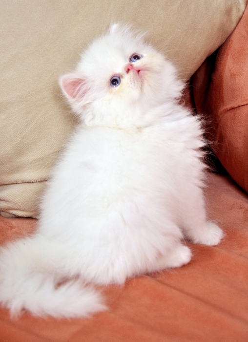 Chat persan