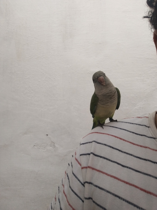 Quaker vert (Conure veuve)