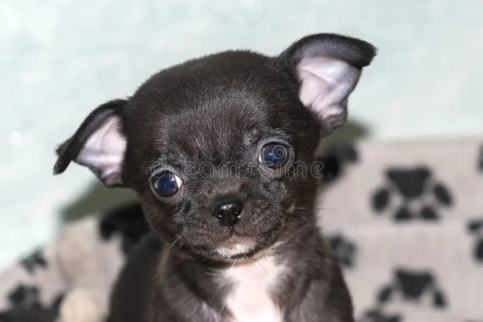 Chihuahua