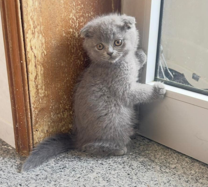 scottish fold chaton