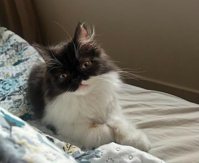 Chat persan