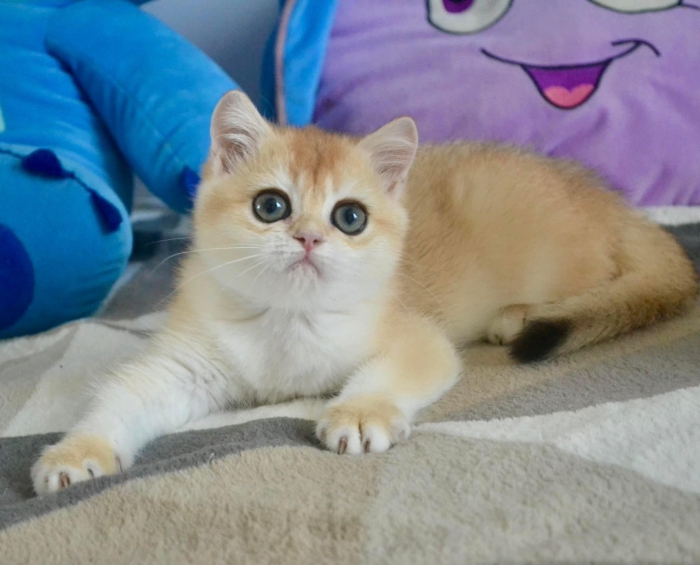 Chatons scottish et british pedigree