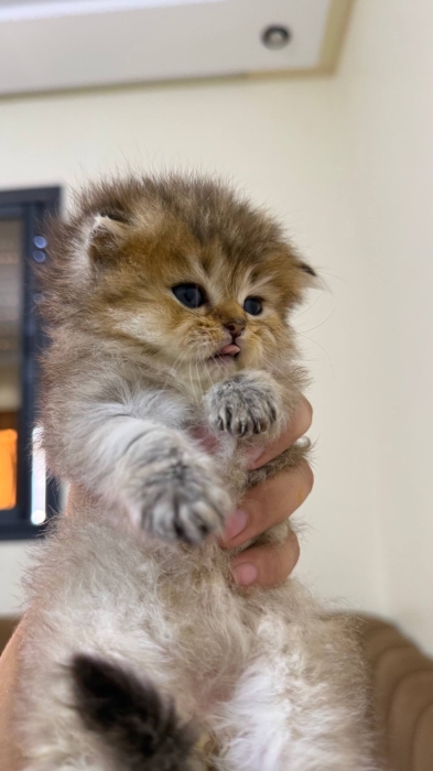 British & Scottish Fold