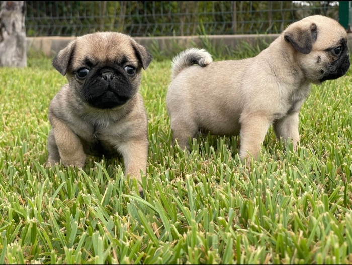 Carlin Pug 🐾