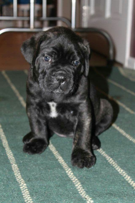 Magnifique portée de Cane Corso pedigree
