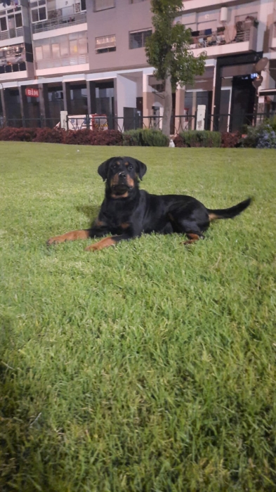 Femelle rottweiler race pure age 6 mois