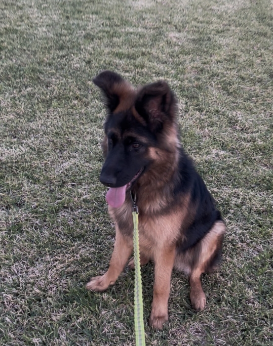 Magnifique berger femelle adopter