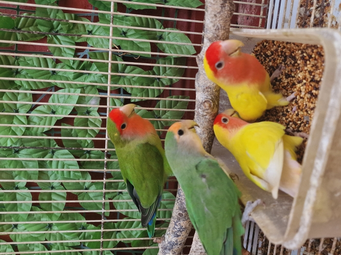 Couple d'Inséparables avec 2 petits et un nouvel œuf et Cage