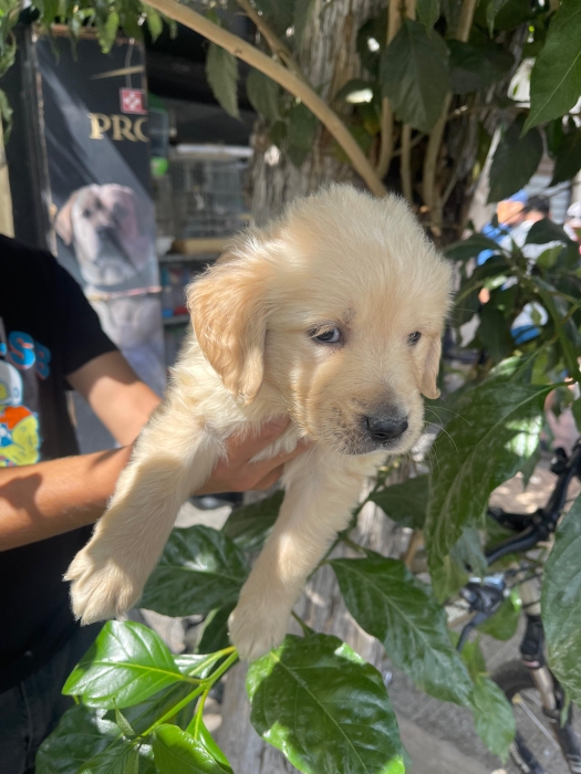 golden retriever