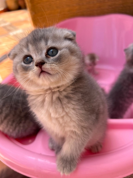 Des chatons scottish fold et straight