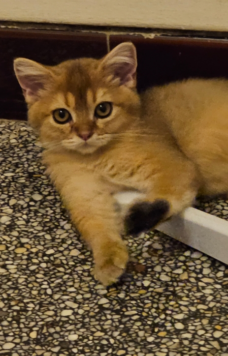 british shorthair ny11 golden