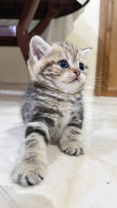 British shorthair & Scottish fold