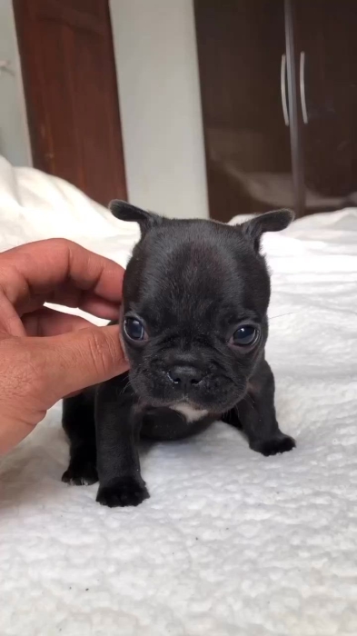 Bulldog Français 🇫🇷