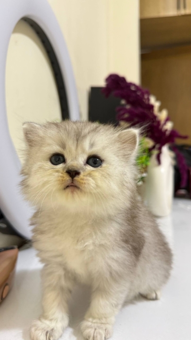 British & Scottish Fold