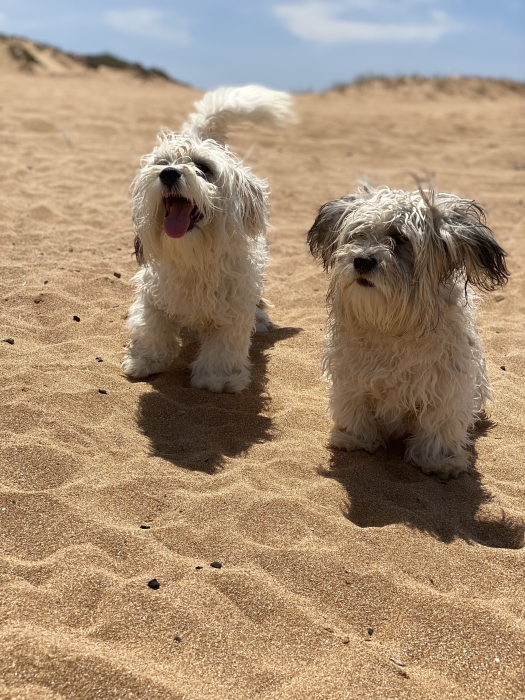 Chien