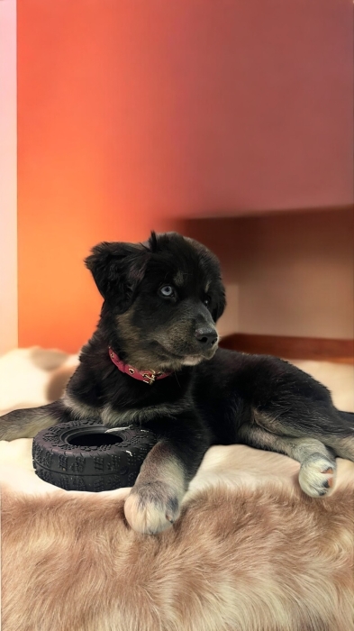 À ADOPTER – Adorable chiot femelle Goberian