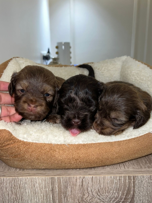 Bichon Havanais 🍫Chocolat (Couleur Rare)