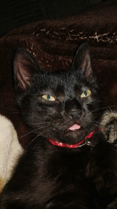 ! Adoption gratuite : chatons noirs 🐈‍⬛