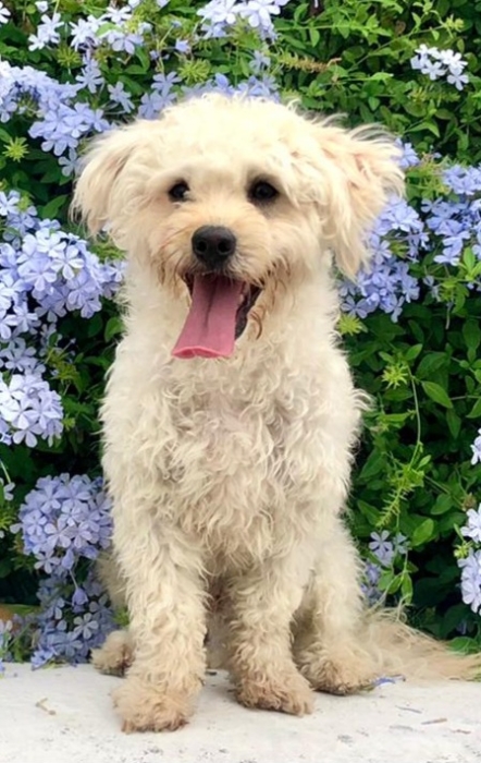 caniche