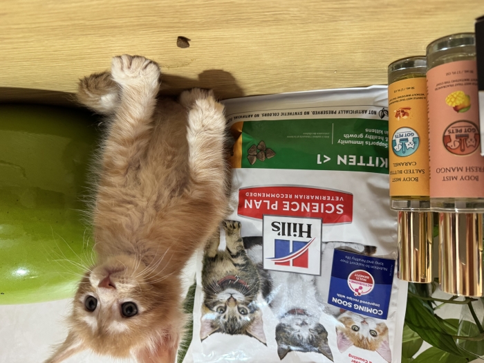 Male maine coon avec pedigree