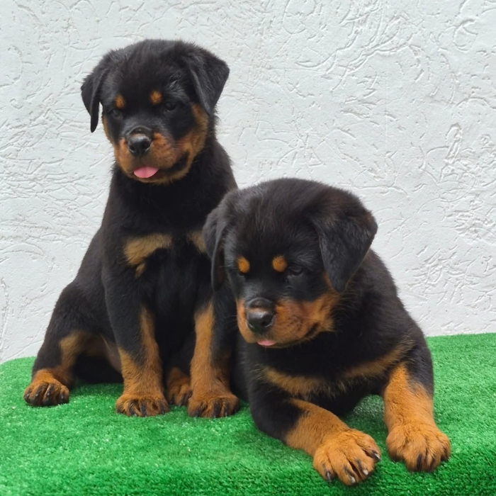 Chiot rottweiler race pure