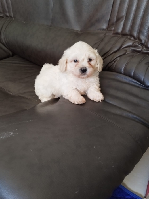 Bichon maltais nain
