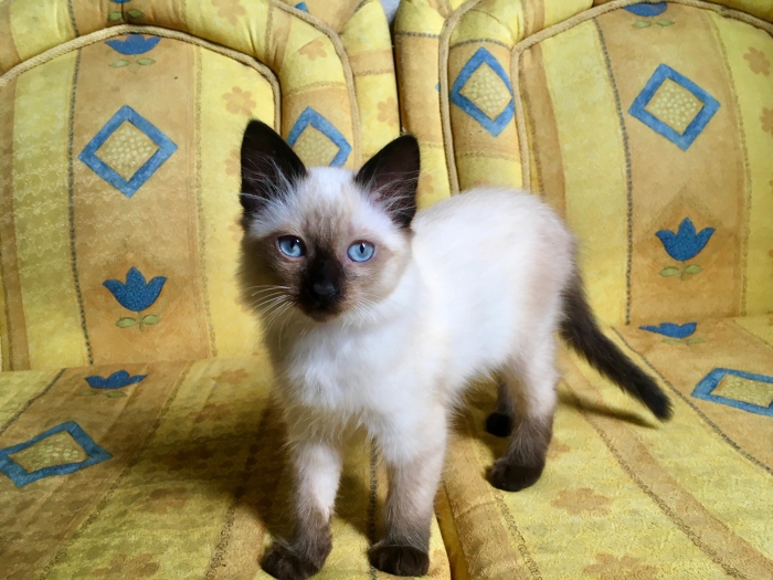 siamois balinais