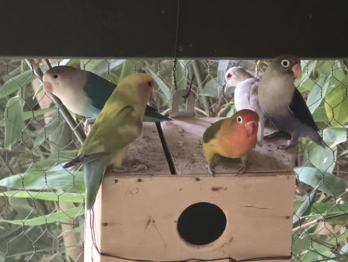 Vente 31 oiseaux