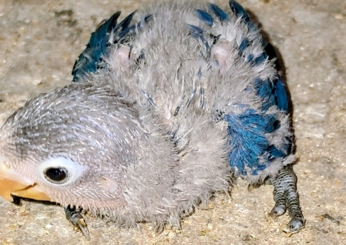 Inseparables dressage