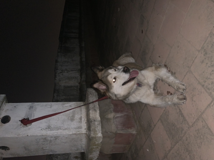 Huskita chien